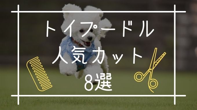 トイプードルのカットで人気ランキング8選 21年版 トレンドブログ